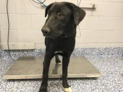Shelter Stray Male Dog last seen Near BLOCK PIERCE ST, THERMAL, CA, Thousand Palms, CA, USA