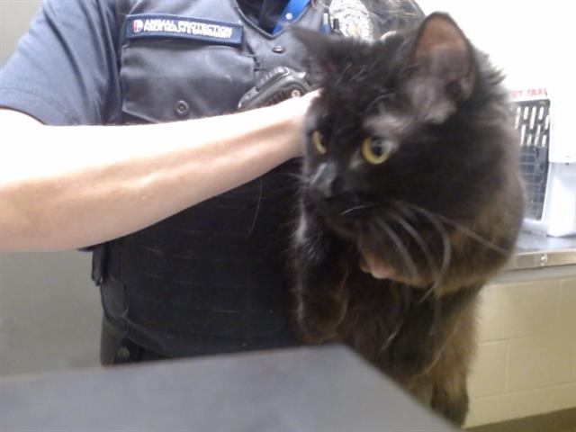 Shelter Stray Male Cat last seen Near BLOCK PARK AVE W, DENVER CO 80216, 1241 W Bayaud Ave, Denver, CO 80223, USA