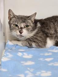 Shelter Stray Female Cat last seen Near, 2600 S Harding St, Indianapolis, IN 46221, USA