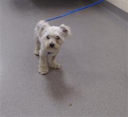 Shelter Stray Male Dog last seen Near BLOCK S WOLFF ST, DENVER CO 80219, 1241 W Bayaud Ave, Denver, CO 80223, USA