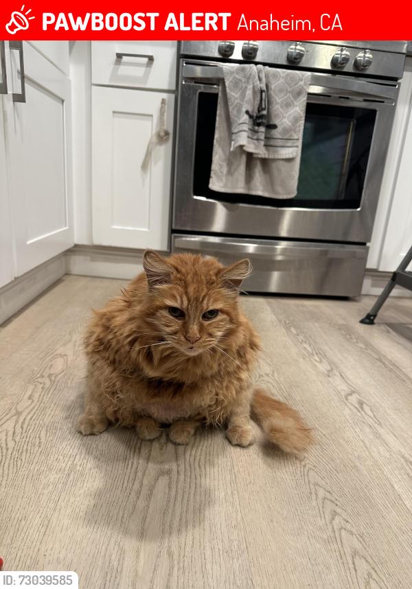 Lost Male Cat last seen Mobile Home ests, Anaheim, CA 92804