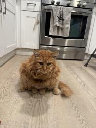 Lost Male Cat last seen Mobile Home ests, Anaheim, CA 92804