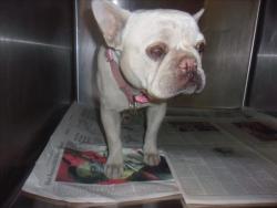 Shelter Stray Female Dog last seen , 14409 Vanowen St, Van Nuys, CA 91405, USA