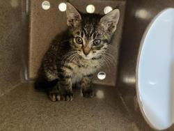 Shelter Stray Male Cat last seen Near BLOCK BAKER BLVD, TUKWILA WA 98188, 21615 64th Ave S, Kent, WA 98032, USA