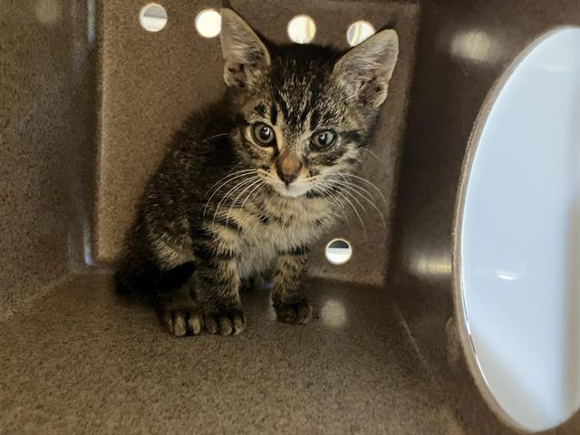 Shelter Stray Male Cat last seen Near BLOCK BAKER BLVD, TUKWILA WA 98188, 21615 64th Ave S, Kent, WA 98032, USA