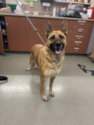 Shelter Stray Female Dog last seen SOTO/HARDER, 16 Barnes Ct, Hayward, CA 94544, USA