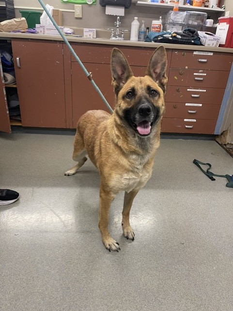 Shelter Stray Female Dog last seen SOTO/HARDER, 16 Barnes Ct, Hayward, CA 94544, USA