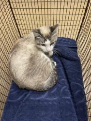 Shelter Stray Female Cat last seen EASTMAN CT/HARDER, 16 Barnes Ct, Hayward, CA 94544, USA