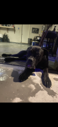 Found/Stray Unknown Dog last seen E Tropical Parkway and Walnut , North Las Vegas, NV 89081