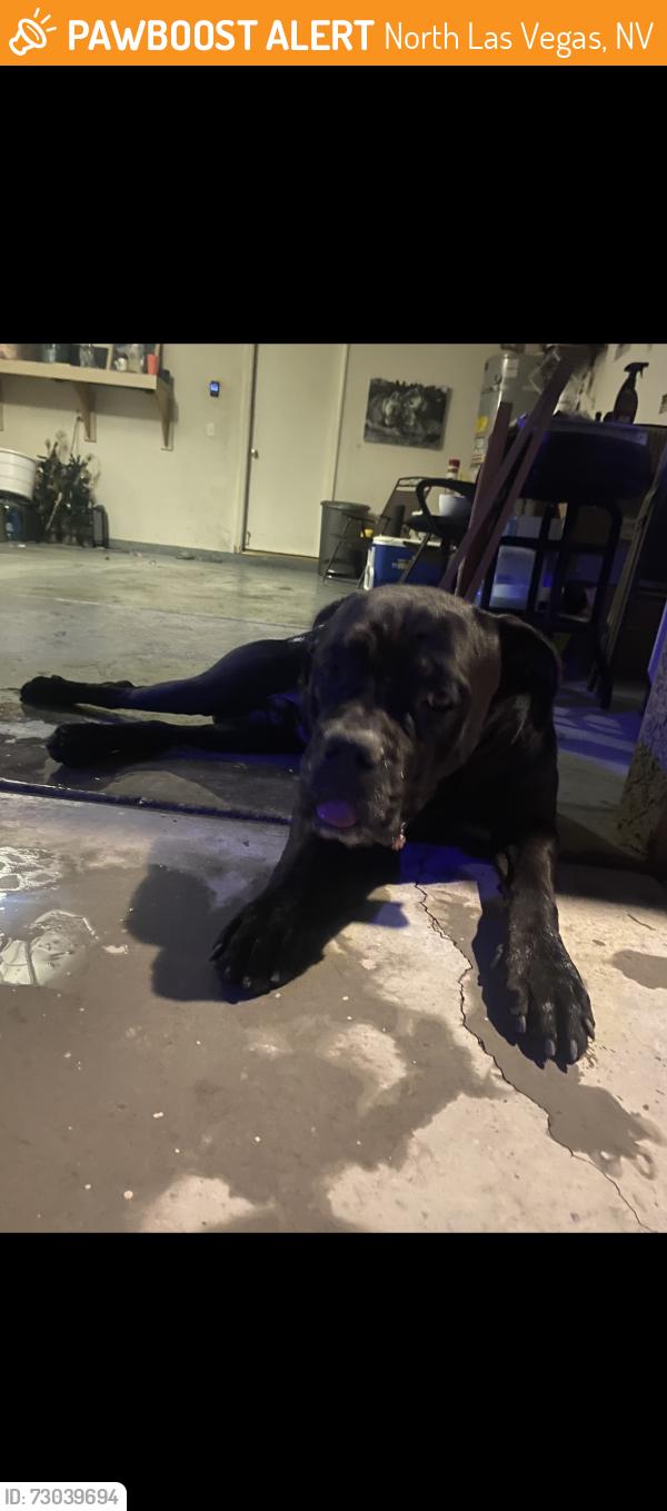 Found/Stray Unknown Dog last seen E Tropical Parkway and Walnut , North Las Vegas, NV 89081
