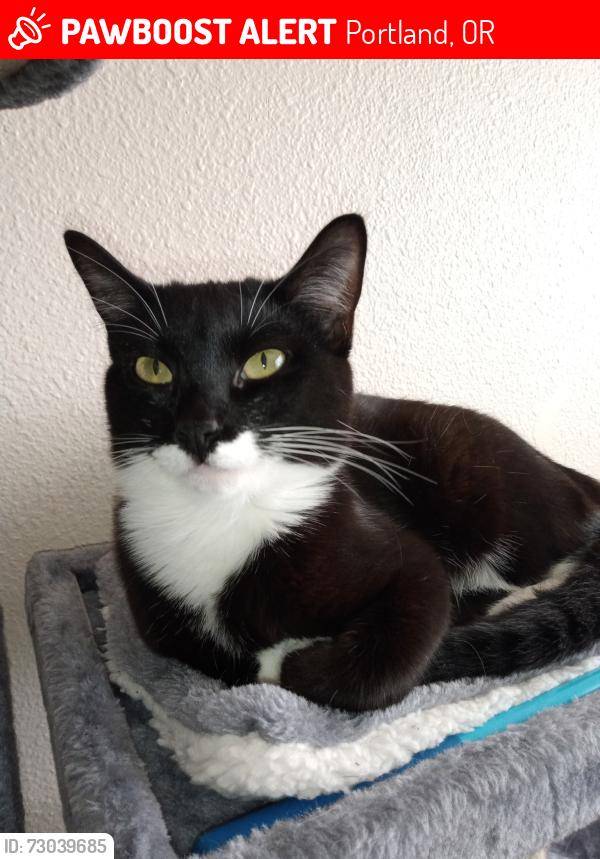 Lost Female Cat last seen 31st & Francis, Portland, OR 97202