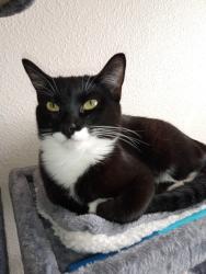 Lost Female Cat last seen 31st & Francis, Portland, OR 97202