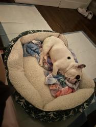 Lost Male Dog last seen Near Sarah E Goode highschool, Chicago, IL 60652