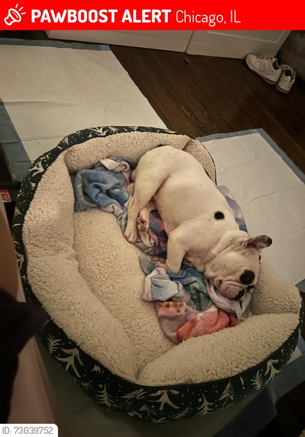 Lost Male Dog last seen Near Sarah E Goode highschool, Chicago, IL 60652