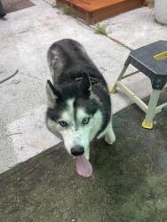 Found/Stray Unknown Dog last seen We are off Losco, near the park end, Jacksonville, FL 32257