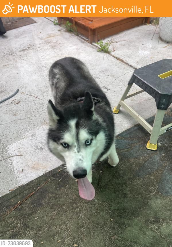 Found/Stray Unknown Dog last seen We are off Losco, near the park end, Jacksonville, FL 32257