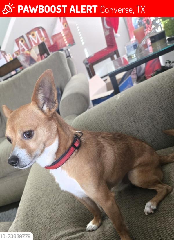 Lost Male Dog last seen Hernando/ Margarita, Converse, TX 78109