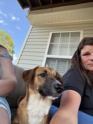 Found/Stray Male Dog last seen Crossroads Ford Southern Pines, Southern Pines, NC 28387