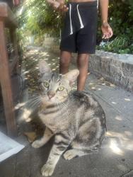 Found/Stray Male Cat last seen Beaver st., Los Angeles, CA 91342