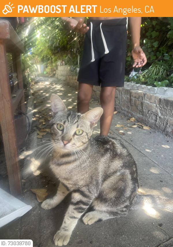 Found/Stray Male Cat last seen Beaver st., Los Angeles, CA 91342