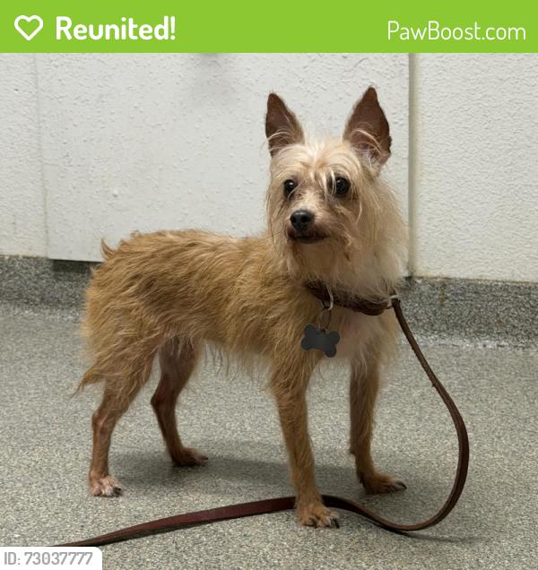 Reunited Female Dog last seen Royal, Julian, CA 92036