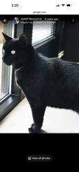 Lost Male Cat last seen Washburn and Donna north las vegas, North Las Vegas, NV 89081