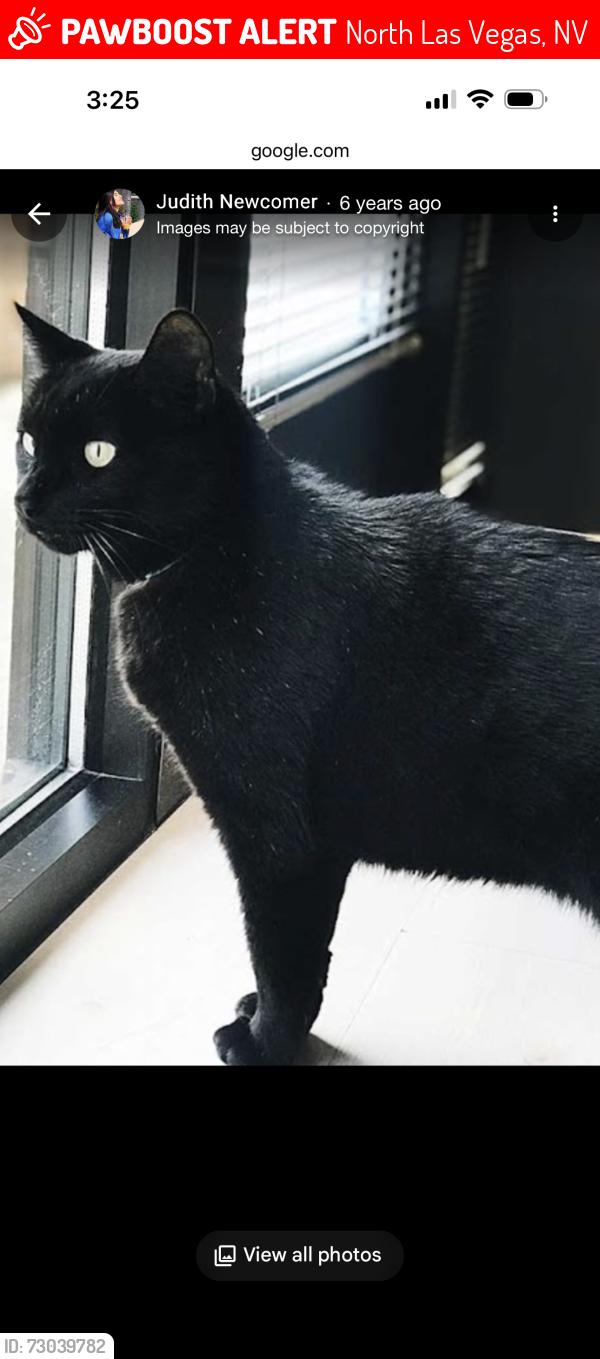 Lost Male Cat last seen Washburn and Donna north las vegas, North Las Vegas, NV 89081