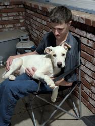 Found/Stray Male Dog last seen Stodderwells road, Apple Valley, MN 55124