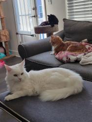Lost Male Cat last seen HINTON WAY near the neighborhood exit on Old Dominion/Bennett , Manassas, VA 20110