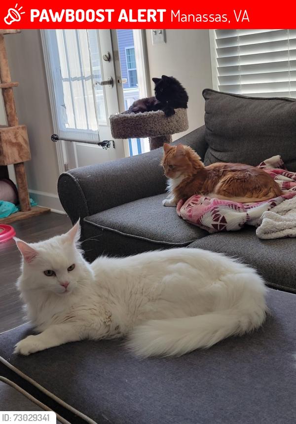 Lost Male Cat last seen HINTON WAY near the neighborhood exit on Old Dominion/Bennett , Manassas, VA 20110