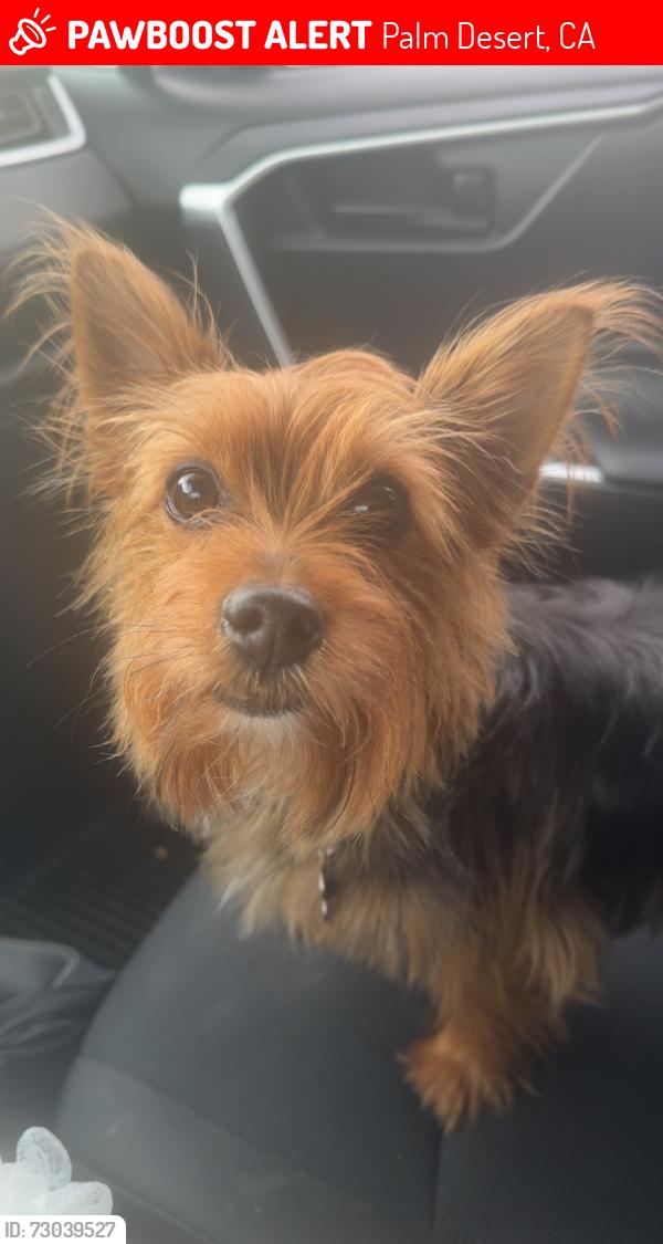 Lost Male Dog last seen San Pablo San Asslanmo, Palm Desert, CA 92260
