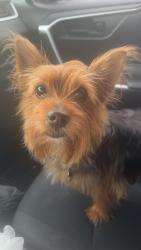 Lost Male Dog last seen San Pablo San Asslanmo, Palm Desert, CA 92260