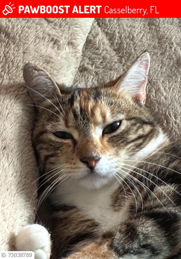 Lost Female Cat last seen Eagle Circle/Strrling Park/Deer Run, Casselberry, FL 32707