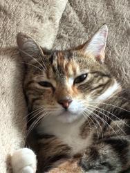 Lost Female Cat last seen Eagle Circle/Strrling Park/Deer Run, Casselberry, FL 32707