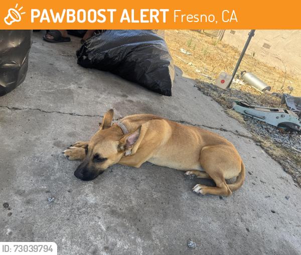 Found/Stray Female Dog last seen Palm, Fresno, CA 93722