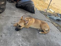 Found/Stray Female Dog last seen Palm, Fresno, CA 93722
