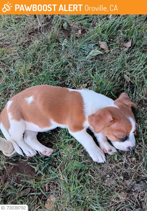 Found/Stray Female Dog last seen 14th street, Oroville, CA 95965