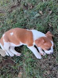Found/Stray Female Dog last seen 14th street, Oroville, CA 95965