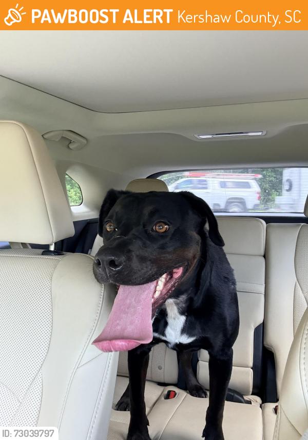 Found/Stray Female Dog last seen Paschal Rd and Cherokee Blvd, Kershaw County, SC 29045