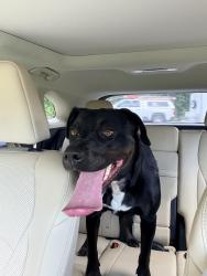 Found/Stray Female Dog last seen Paschal Rd and Cherokee Blvd, Kershaw County, SC 29045