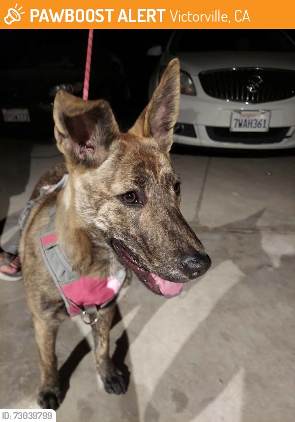Found/Stray Female Dog last seen Hesperia Rd and Bear Valley Rd., Victorville, CA 92395