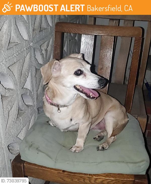 Found/Stray Unknown Dog last seen Stockdale + McDonald by the Fedex, Bakersfield, CA 93309