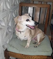 Found/Stray Unknown Dog last seen Stockdale + McDonald by the Fedex, Bakersfield, CA 93309