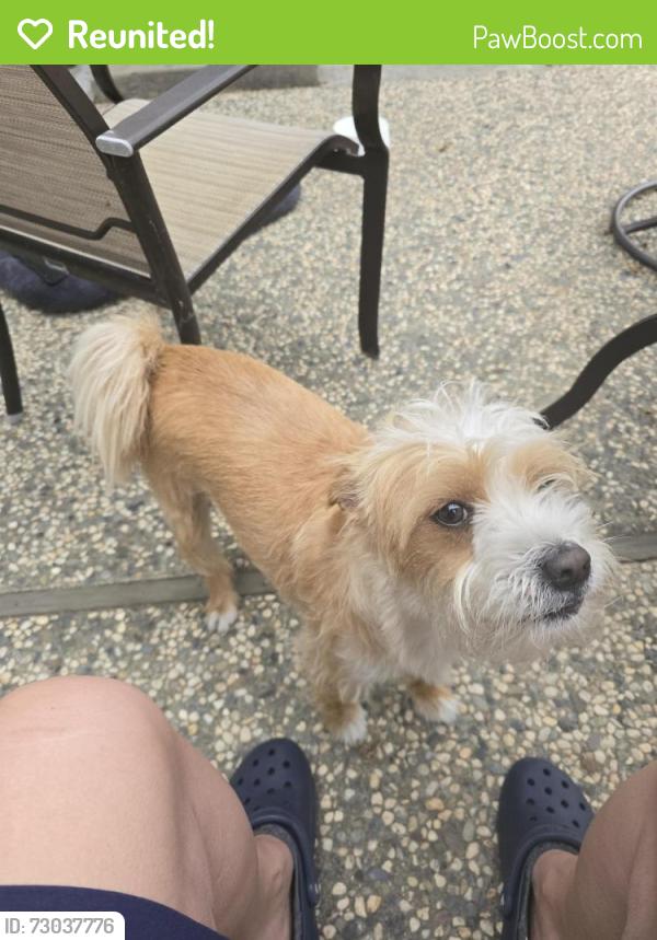 Reunited Male Dog last seen McKee and Toyon, San Jose, CA 95127