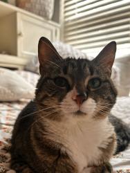 Lost Female Cat last seen Near common oaks court, Memphis, TN 38120