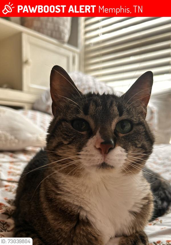 Lost Female Cat last seen Near common oaks court, Memphis, TN 38120