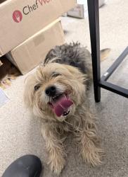 Reunited Male Dog last seen Near east boot road, West Chester, PA 19380