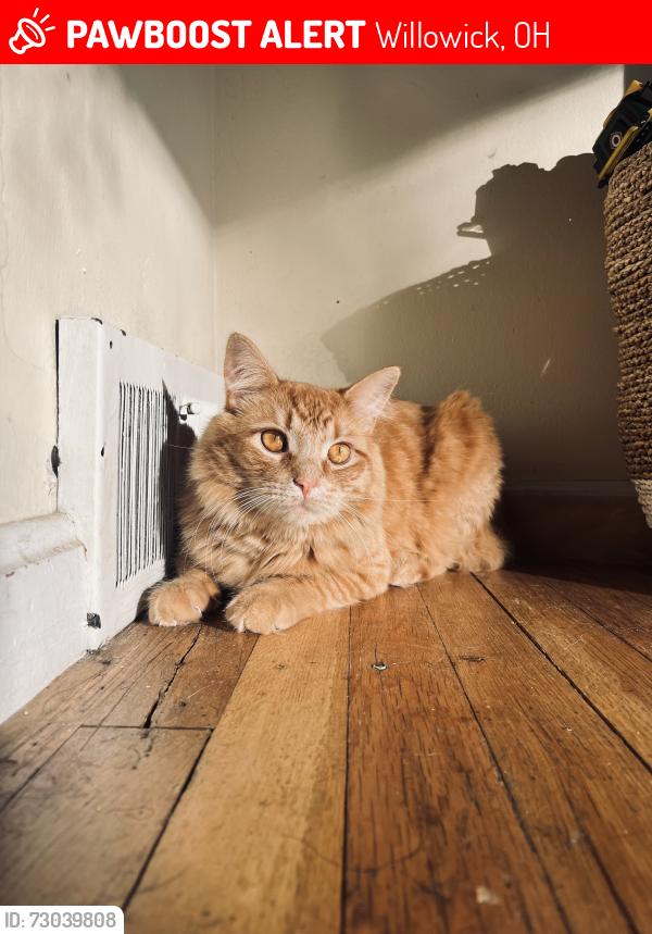 Lost Male Cat last seen east 320th willowick ohio, Willowick, OH 44095