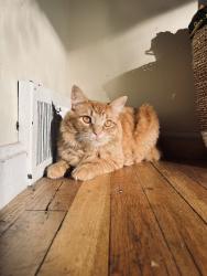 Lost Male Cat last seen east 320th willowick ohio, Willowick, OH 44095