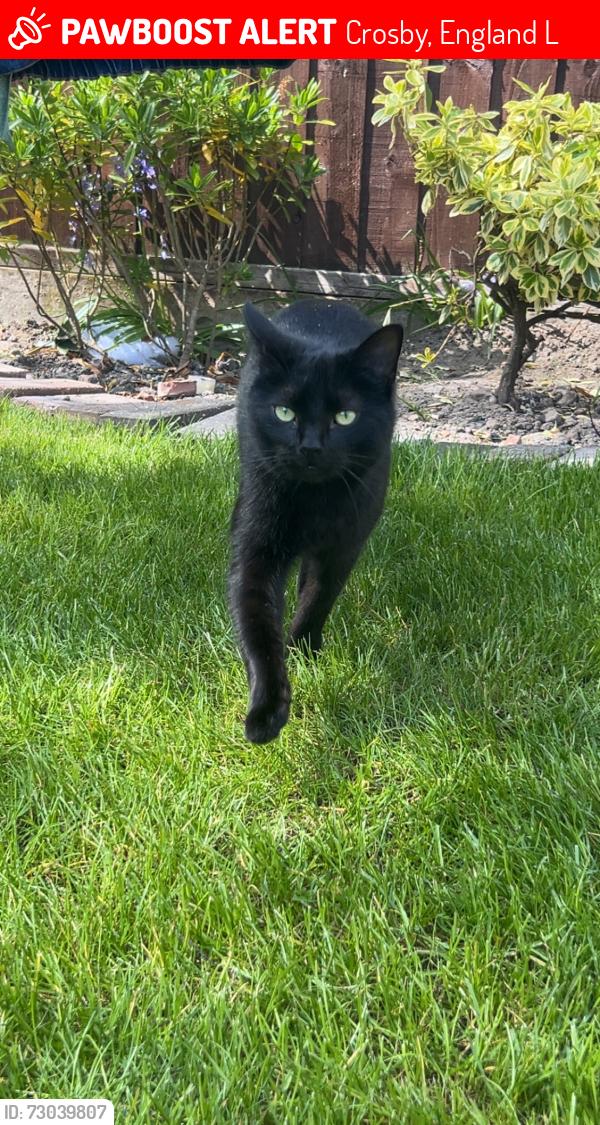 Lost Female Cat last seen she roams in between rimrose valley and crosby village , Crosby, England L23